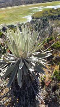 Espeletia grandiflora Humb. & Bonpl.的圖片