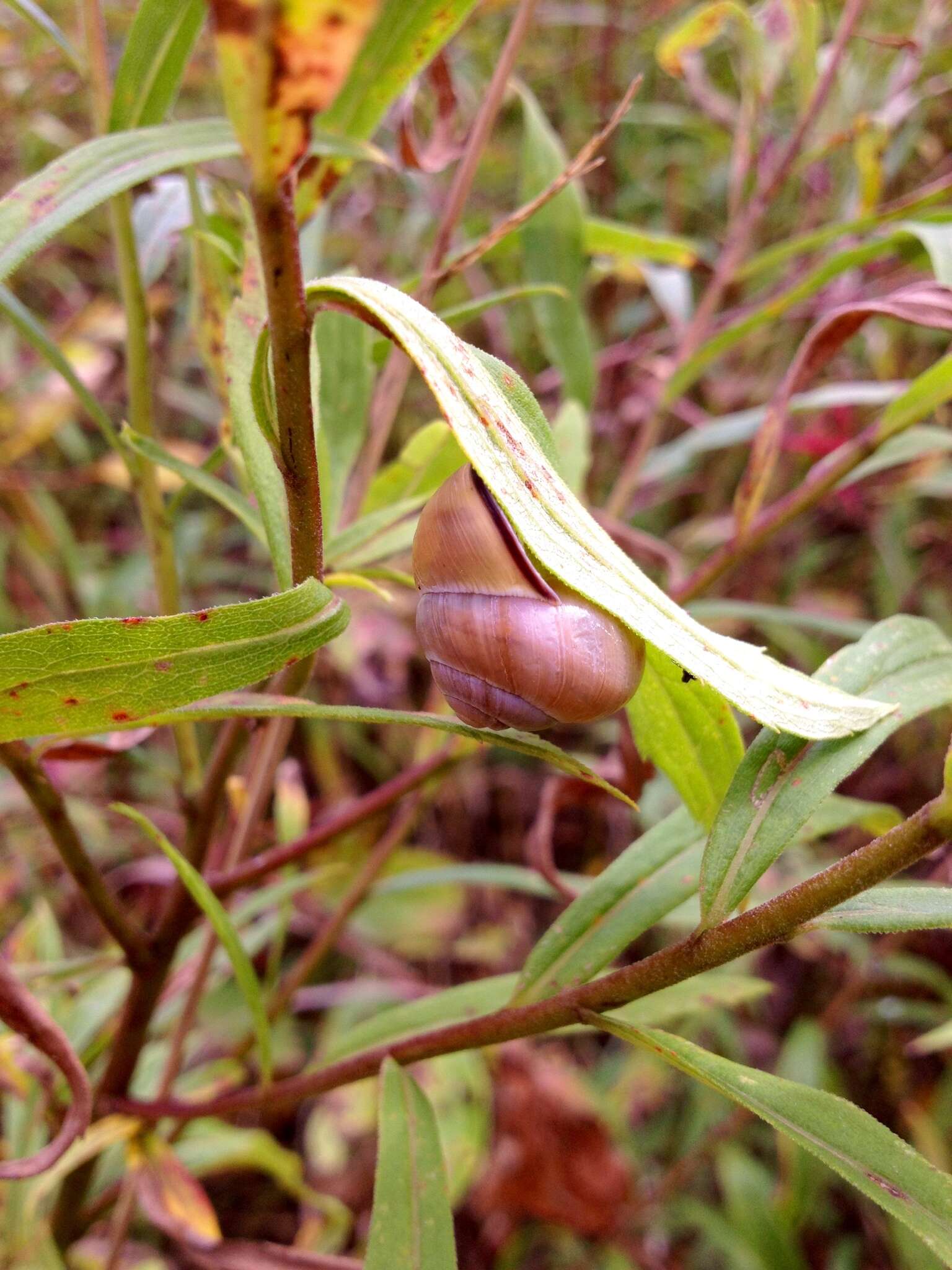 Image of Brown Lipped Snail