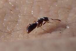 Image of Ant