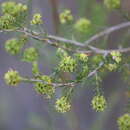 صورة Kunzea glabrescens H. R. Toelken