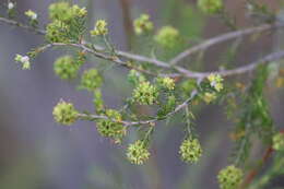 Слика од Kunzea glabrescens H. R. Toelken