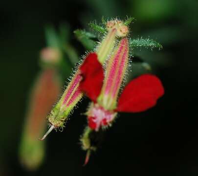 Image of Cuphea hookeriana Walp.