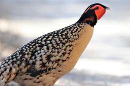 Image of Cabot's Tragopan