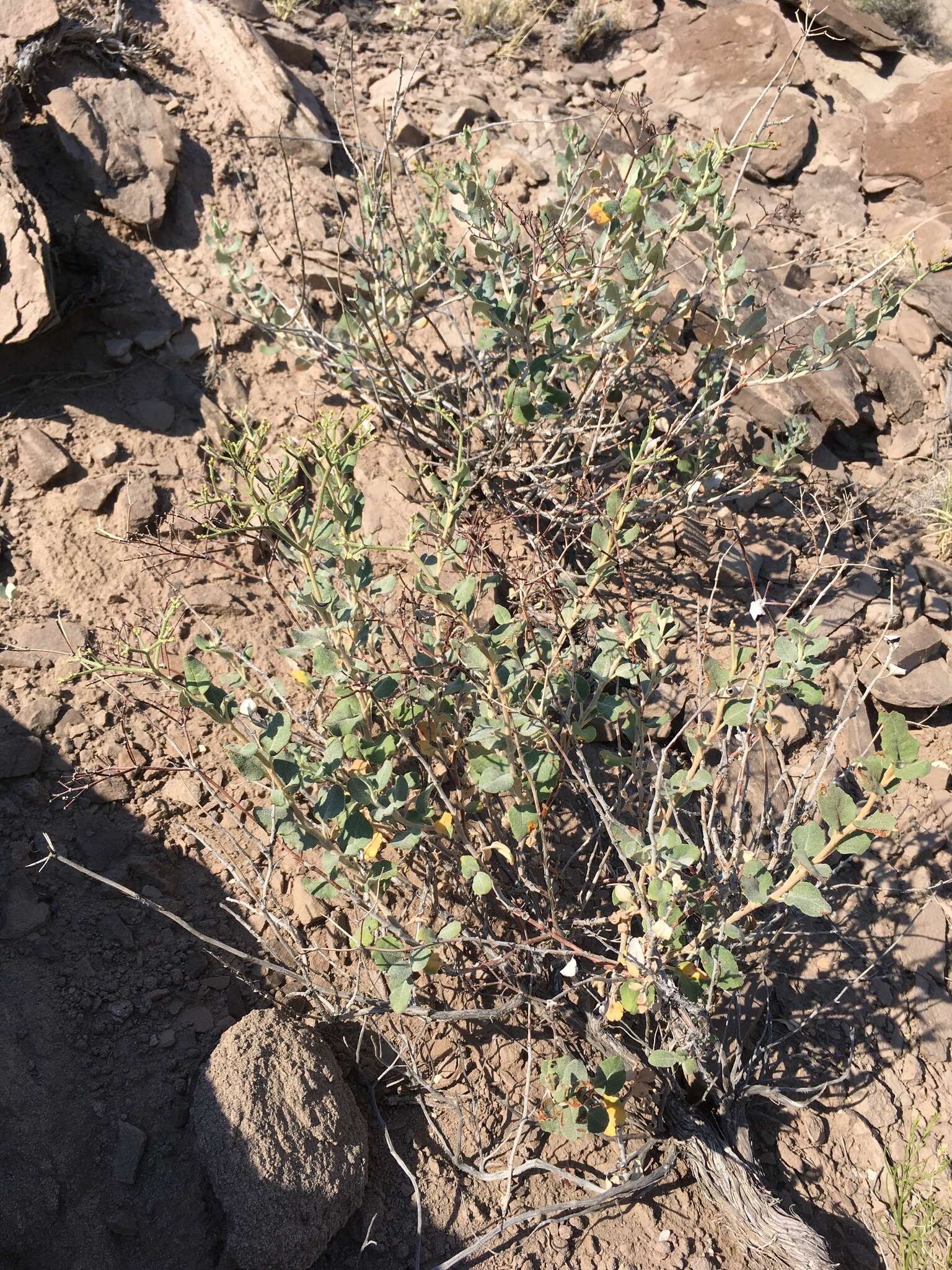 Image of crispleaf buckwheat