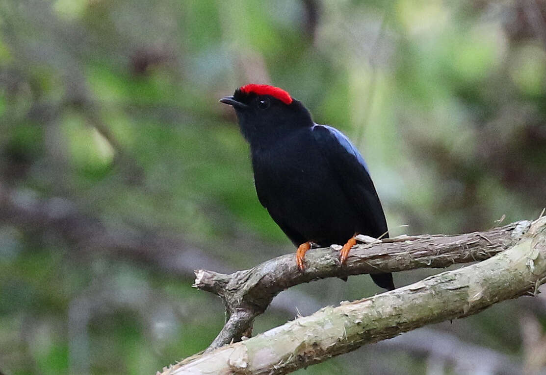 Image of Lance-tailed Manakin