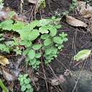 Image of Galium scabrum L.