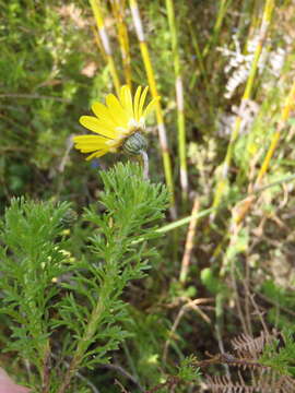 Plancia ëd Ursinia paleacea (L.) Moench