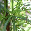 Image de Dracophyllum sinclairii Cheeseman