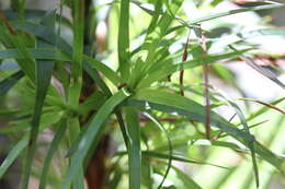 Image de Dracophyllum sinclairii Cheeseman