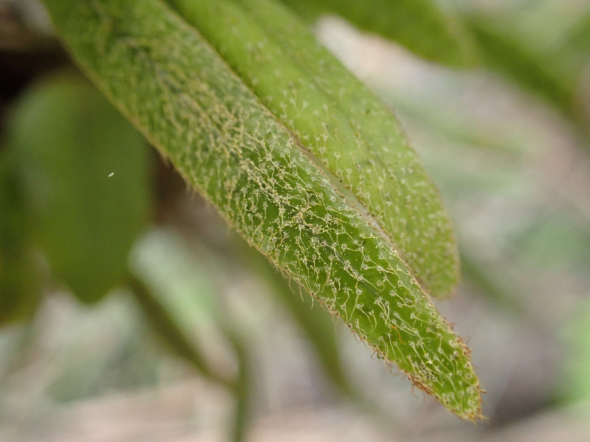 Слика од Microgramma piloselloides (L.) Copel.