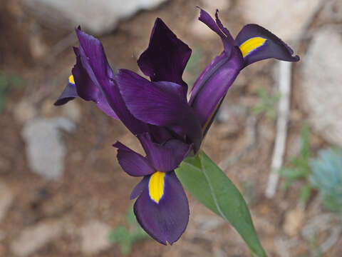 صورة Iris filifolia Boiss.