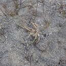 Image of Oxytropis microphylla (Pall.) DC.