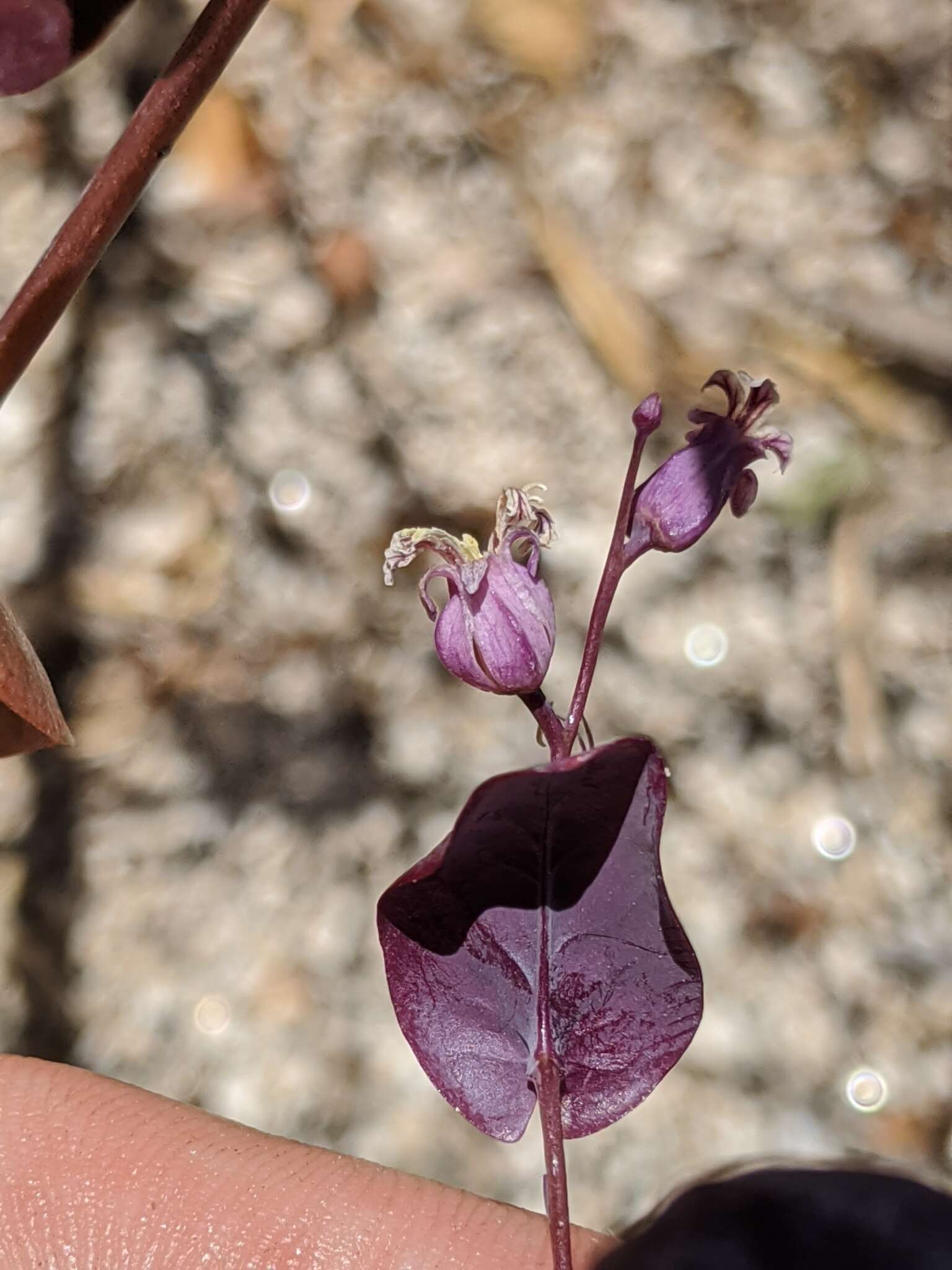 Слика од Streptanthus farnsworthianus J. T. Howell