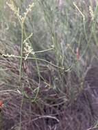 Image of Leptomeria drupacea (Labill.) Druce