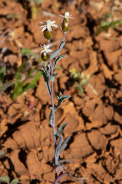 Image of Rhodanthe stricta (Lindl.) P. G. Wilson