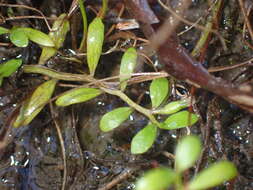 Image of Lobelia fatiscens Heenan