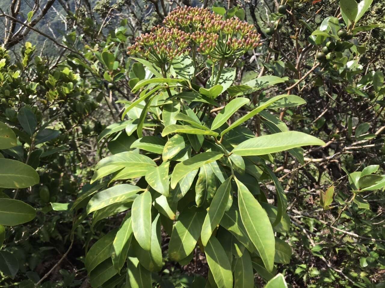 Polyscias oahuensis (A. Gray) Lowry & G. M. Plunkett的圖片