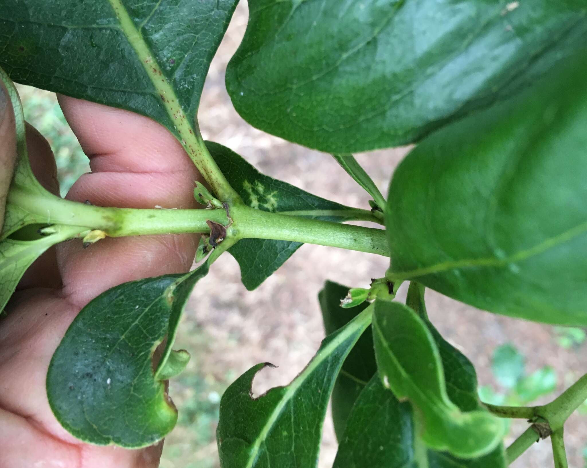 Image of Coprosma macrocarpa Cheeseman