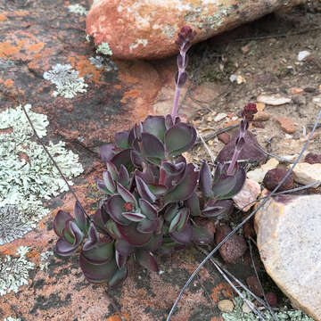 Image of Crassula atropurpurea (Haw.) D. Dietr.