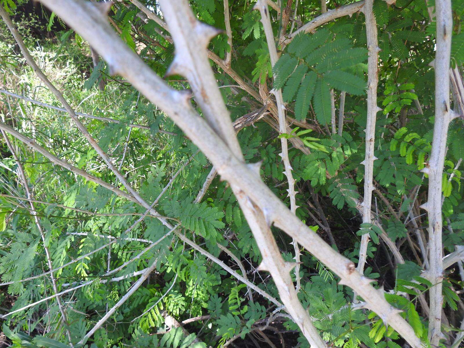 Image of River climbing acacia