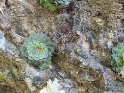 Image of Graptopetalum filiferum (S. Wats.) Whitehead