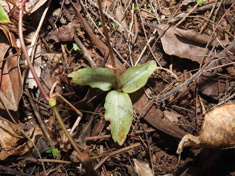 Image of Zeuxine longilabris (Lindl.) Trimen