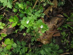 Image of ivy-leaved speedwell