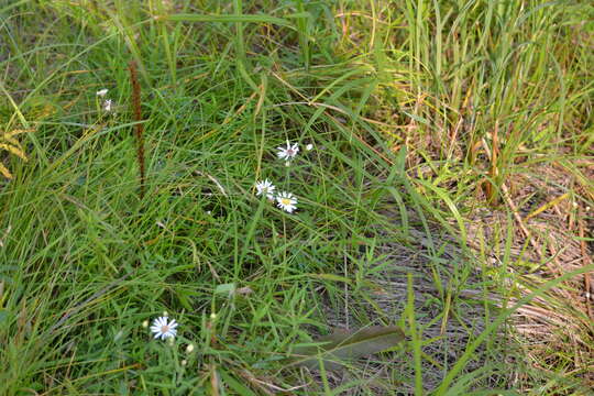 Plancia ëd Symphyotrichum boreale (Torr. & A. Gray) A. Löve & D. Löve