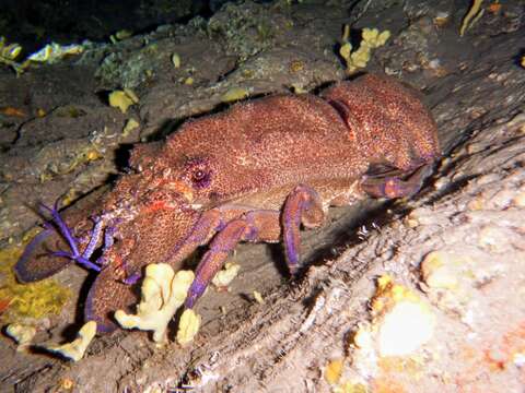 Image of Mediterranean Slipper Lobster