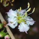 Sivun Mouriri guianensis Aubl. kuva