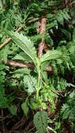 Image of Pilea angulata (Bl.) Bl.