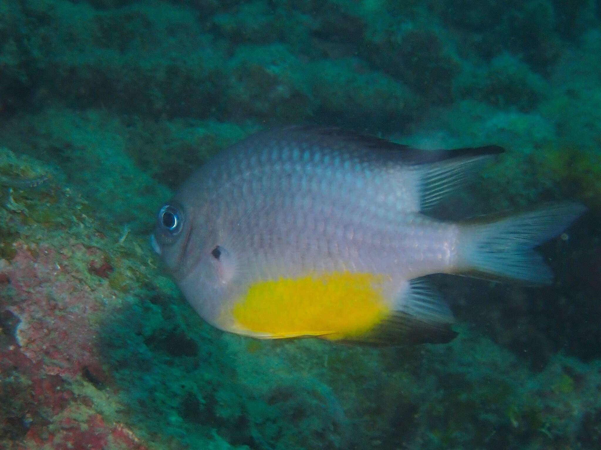 Image of White-belly damsel