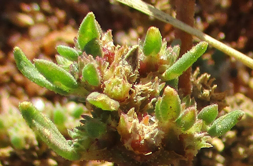 Image of Trianthema salsoloides var. transvaalensis (Schinz) Adamson