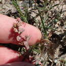 Image of Texas saltbush