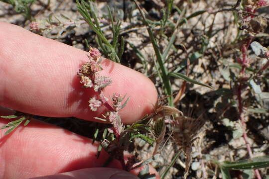 Image of Texas saltbush