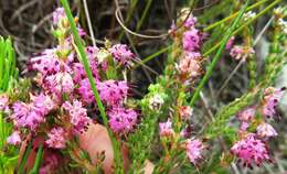 Plancia ëd Erica similis (N. E. Br.) E. G. H. Oliver