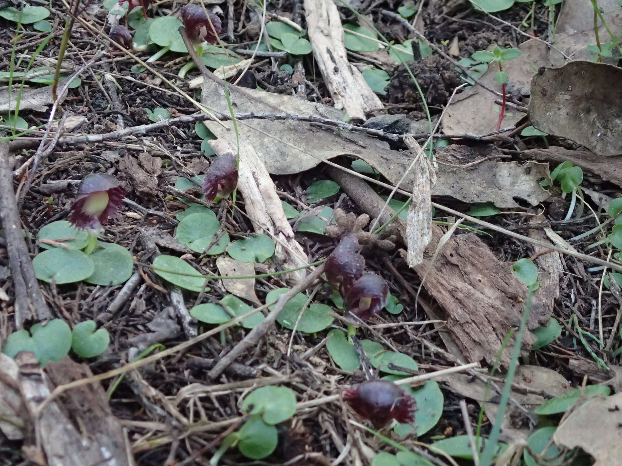 Image of Stately helmet orchid