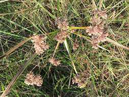 Image of woodrush flatsedge