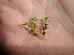 Image of small waterwort