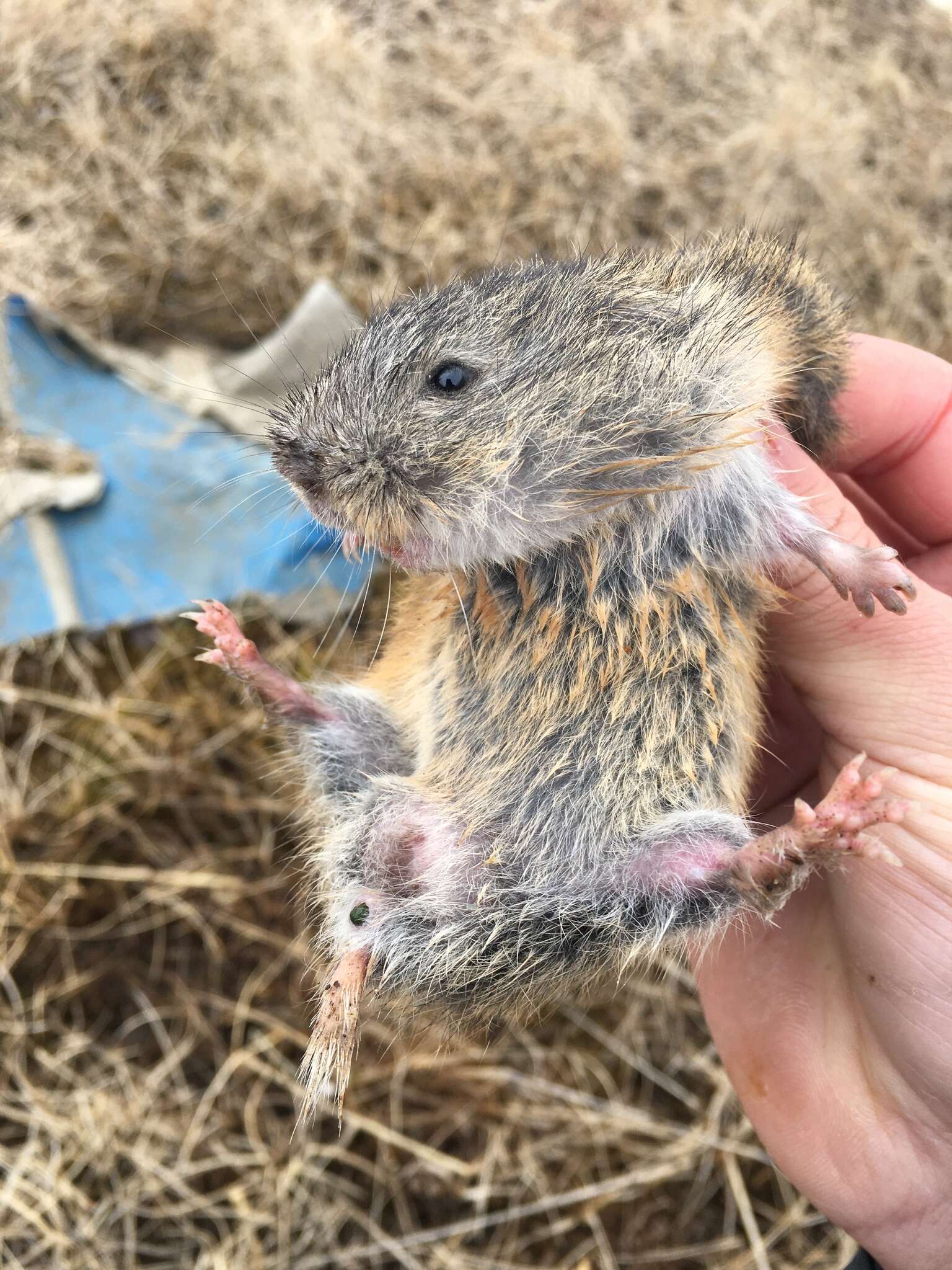 Image of Brown Lemming