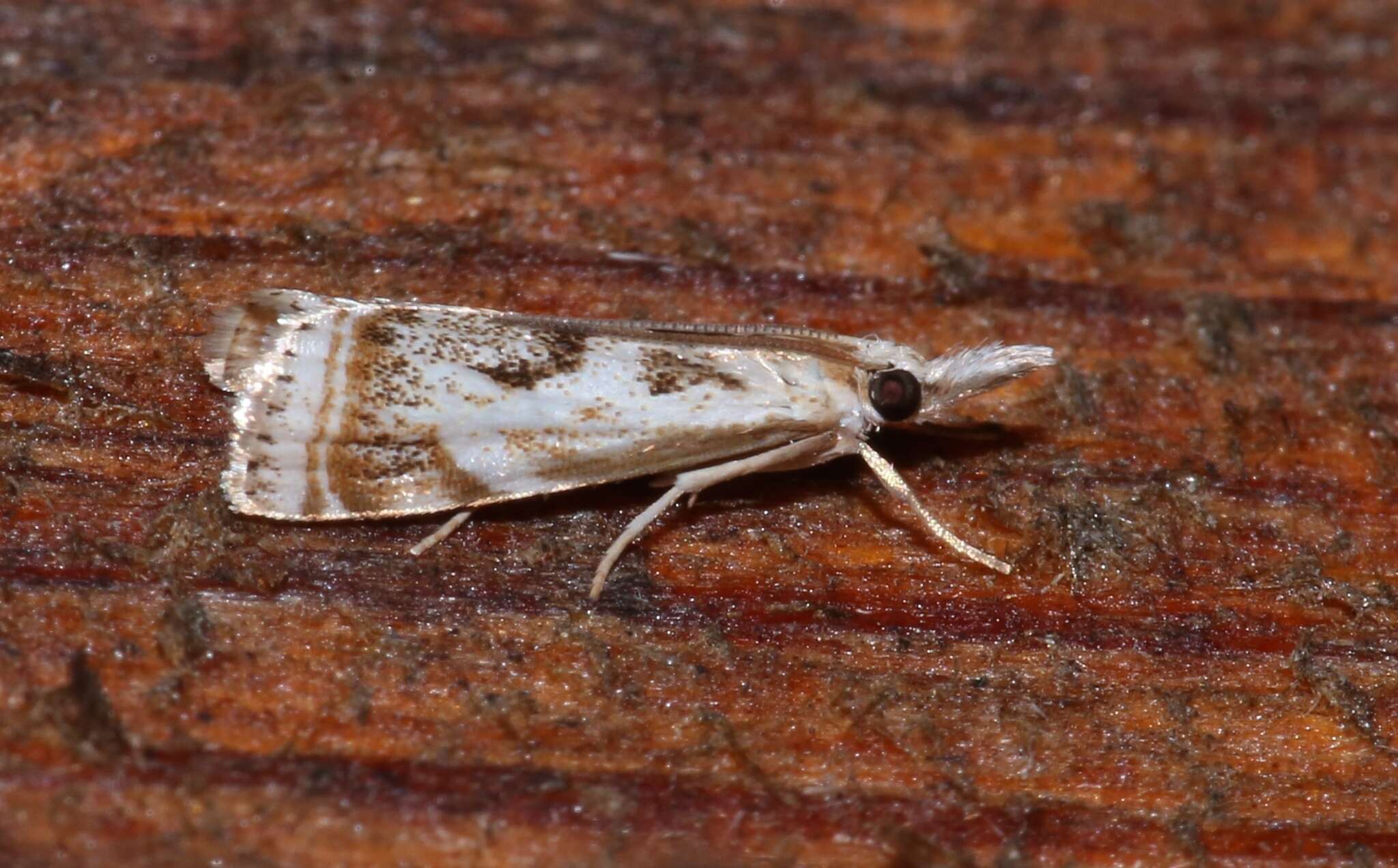 Image of Microcrambus