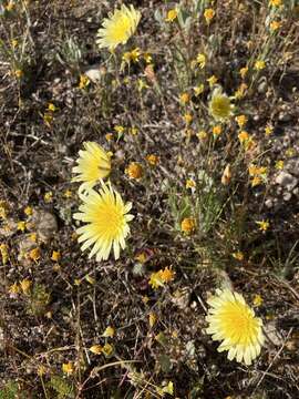 Image de Malacothrix californica DC.