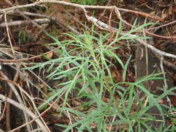 Image of San Diego sagewort