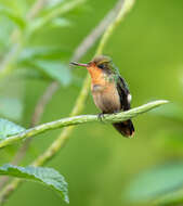 Lophornis ornatus (Boddaert 1783) resmi