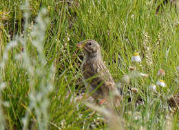 Image of Pooecetes Baird & SF 1858