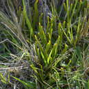 Image of Carmichaelia vexillata Heenan