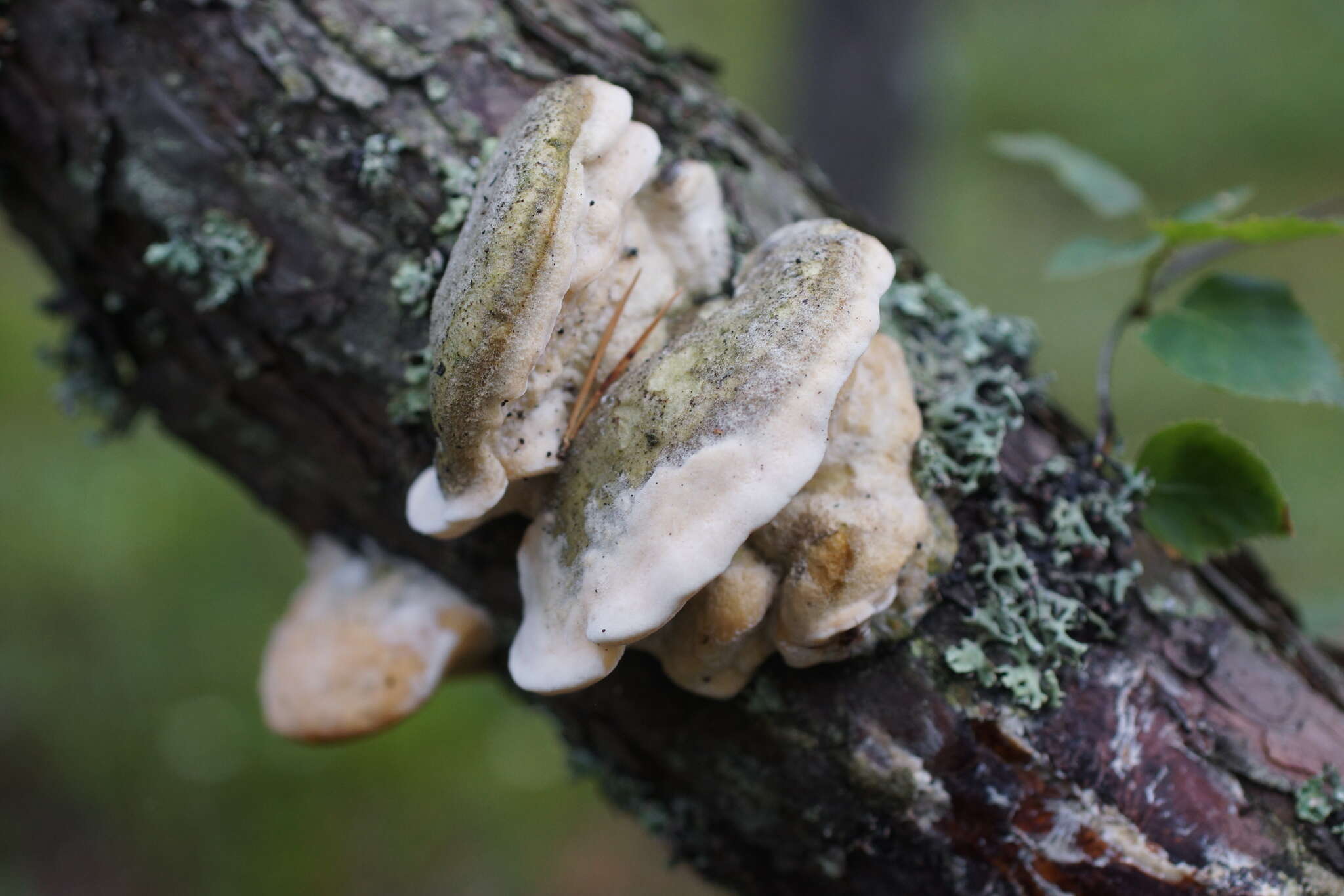 Image of Diplomitoporus flavescens (Bres.) Domański 1970