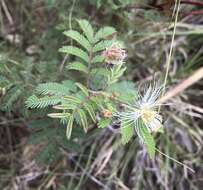 Desmanthus velutinus Scheele resmi