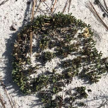 Image of spiny spikemoss