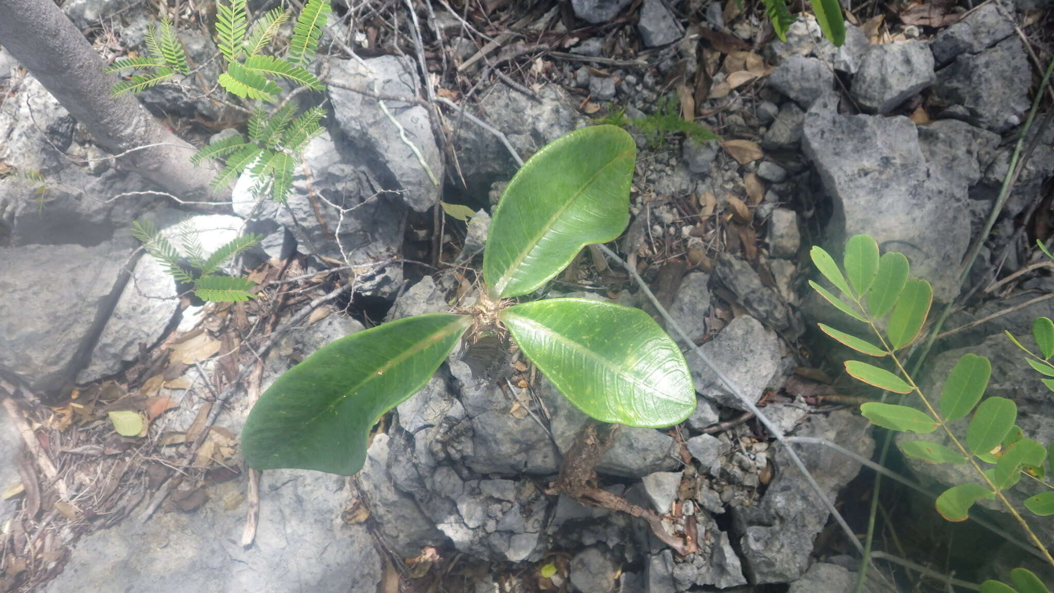 Image of Euphorbia neohumbertii Boiteau